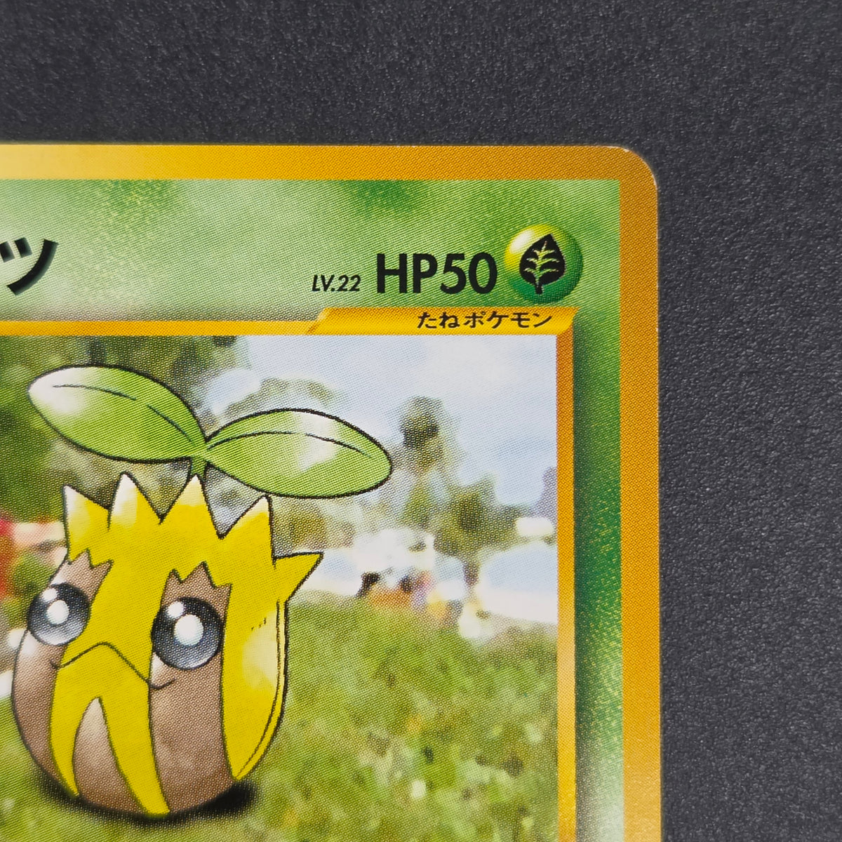 Sunkern 191 Intro Pack Chikorita Half Deck Pokemon Card