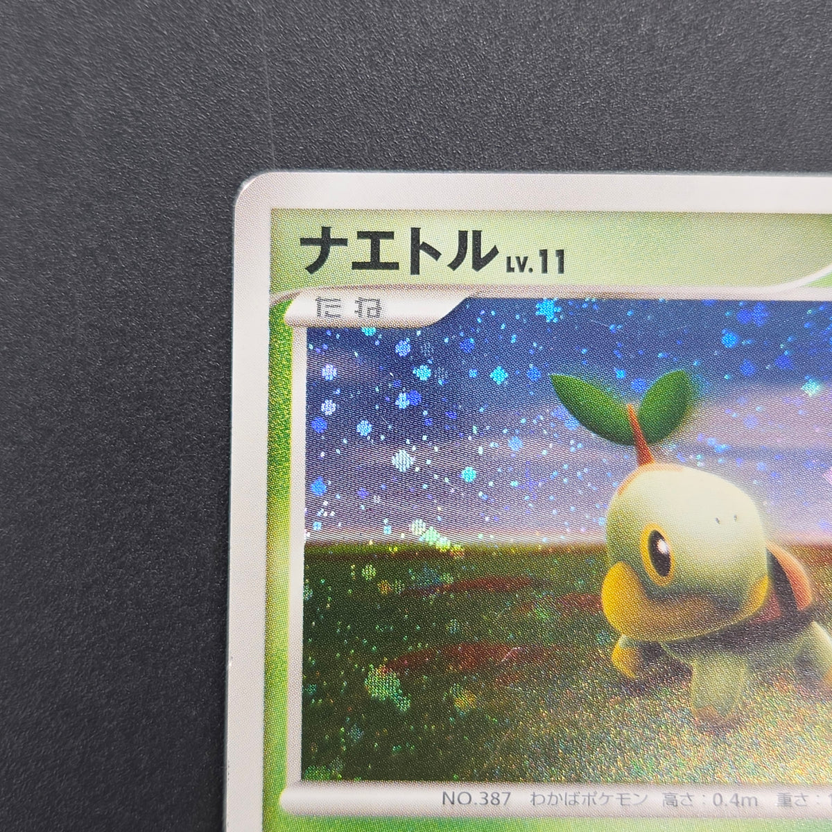Turtwig 072/DP-P Beginner's Classroom Holo Promo Card