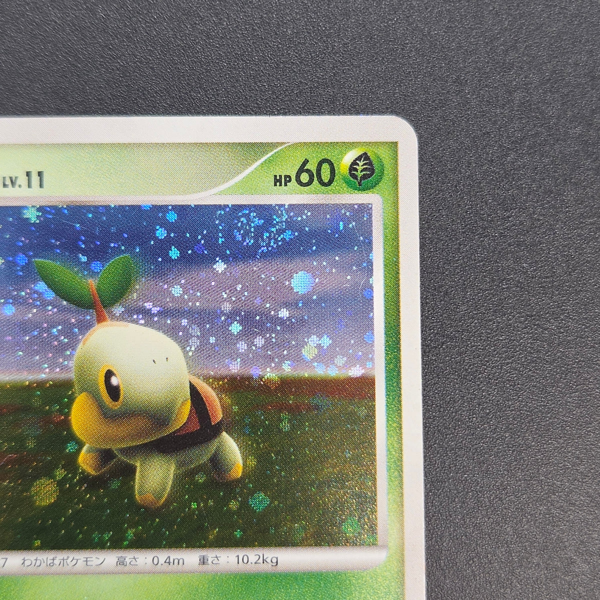 Turtwig 072/DP-P Beginner's Classroom Holo Promo Card