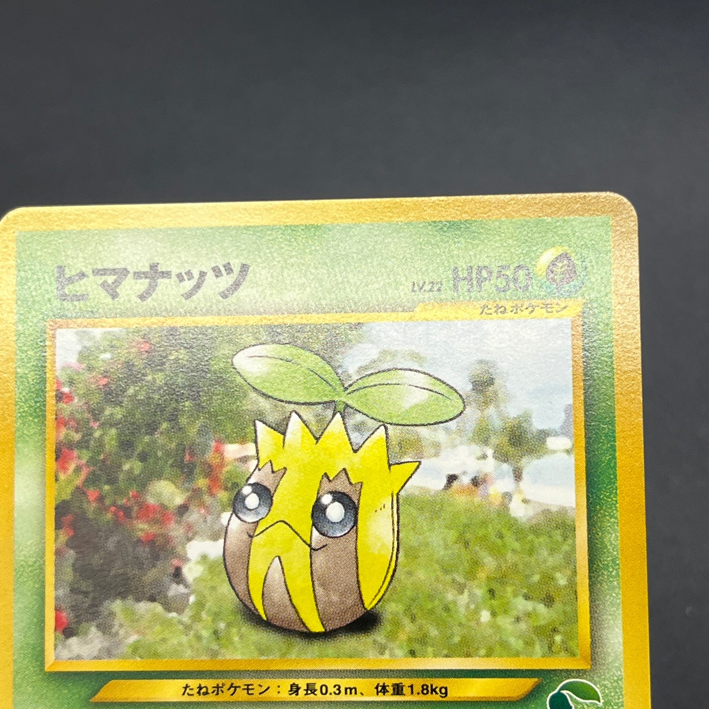 Sunkern 191 Intro Pack Chikorita Half Deck Pokemon Card